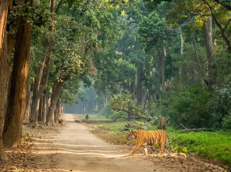 Jim Corbett National Park, Uttarakhand, India